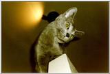 12-My Rusian Blue Cat Delphy Dejagilevs Beauty of Lebanon