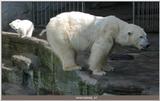 polar bear