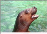 seal
