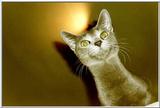 13-My Rusian Blue Cat Delphy Dejagilevs Beauty of Lebanon
