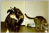 14-My Rusian Blue Cat Delphy Dejagilevs Beauty of Lebanon