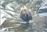 Edwards Gardens 0401
