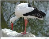 European White Stork