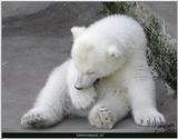 Polar Bear Babies