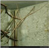 walking stick