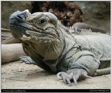 rhinoceros iguana