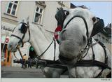 Fiakerhorses