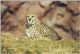 - Cheetah