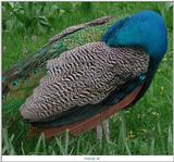 peacock - blue peafowl (Pavo cristatus)