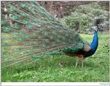 peacock - blue peafowl (Pavo cristatus)