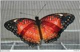 Cethosia biblis (Red Lacewing)