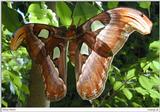 Atlas Moth