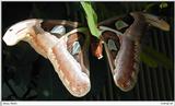 Atlas Moth