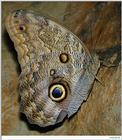 andrei, do you know the name ? --> Caligo eurilochus, forest giant owl