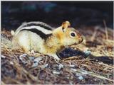 Golden Mantled Ground Squirrel