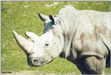 Toronto Zoo 0503 - White Rhino = white rhinoceros (Ceratotherium simum)