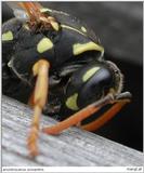 Ancistrocerus oviventris