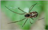 tiny spider