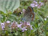butterfly, again