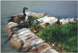 Toronto Zoo 0519 - Canada Goose with goslings