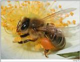 bee