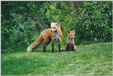 Edwards Gardens 0527 - Red Foxes (Vulpes vulpes)