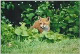 Edwards Gardens 0529 - Red Fox (Vulpes vulpes)