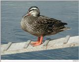 Duck