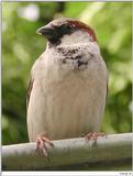 House Sparrow