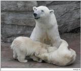 Polar Bears