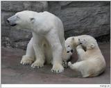 Polar Bears