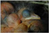 Common blackbird chicks - amsel