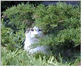 lurking cat