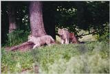 Toronto Zoo 0609 - Gray Wolf pups