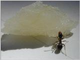 Re: ants
