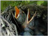 Common blackbird chicks - amsel 4