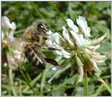 bee