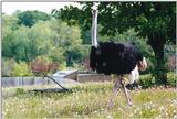 Toronto Zoo 0611 - Ostrich