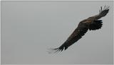 flying
