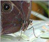 Re: butterfly