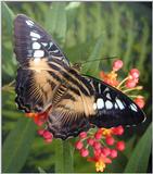 butterflies 2/4