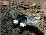 Re: butterfly