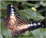 Re: butterfly