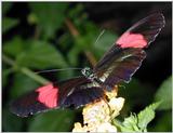 Re: butterfly