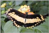 butterflies 4/4