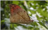 butterflies 4/4