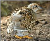 tiny quails