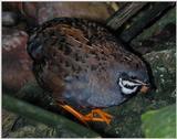 tiny quails