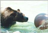 0728 - Brown Bear