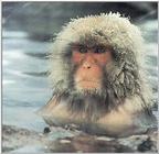 Snow monkey (repost) - 0805picg crop.JPG